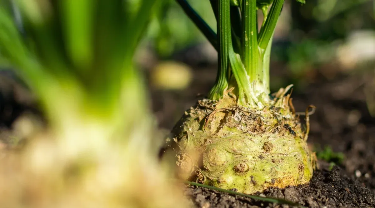 Beautiful-ripe-bulb-of-celeriac-growing-in-bed-summer-and-autumn-harvest.webp