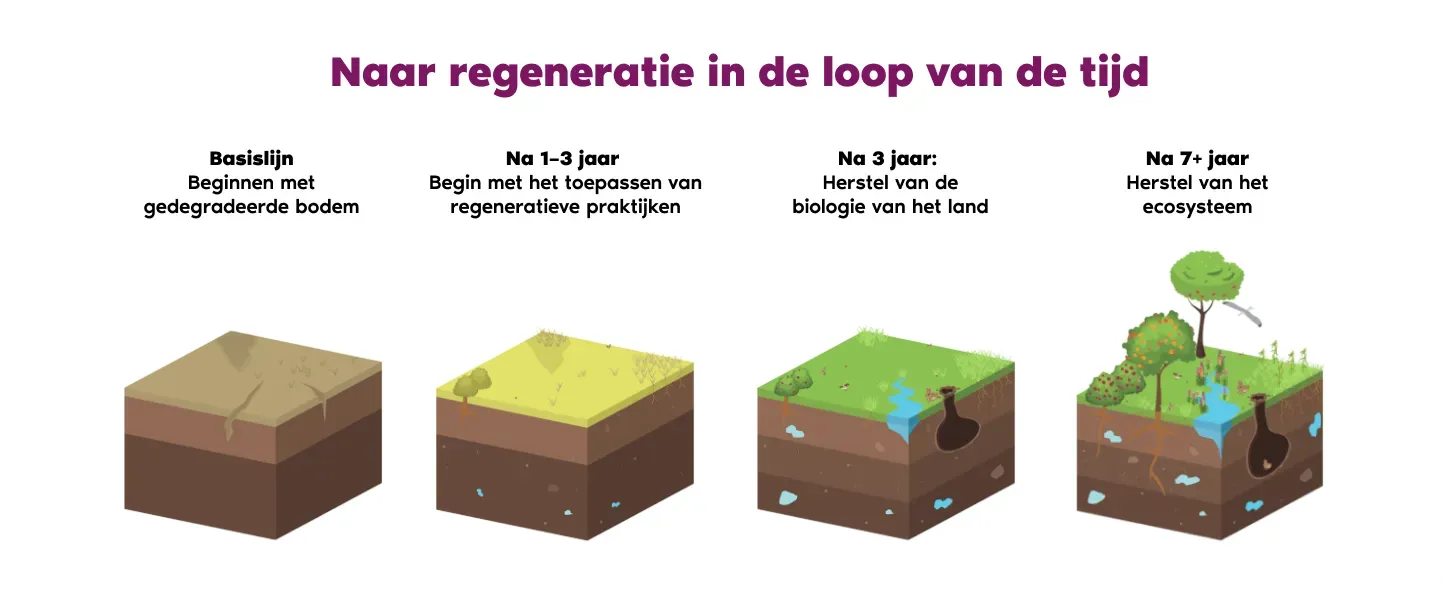 Naar regeneratie in de loop van de tijd.webp